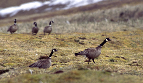 ��������� �������